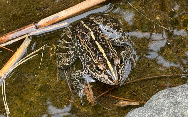 トノサマガエル